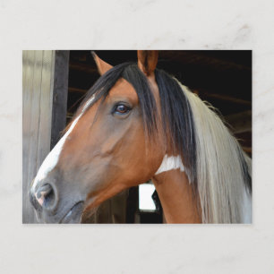 Brown Horse White Blaze Black White Mane Postcard