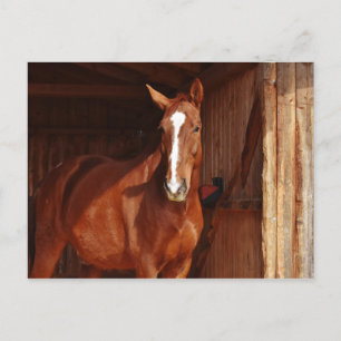 Brown Horse White Blaze in Barn Postcard