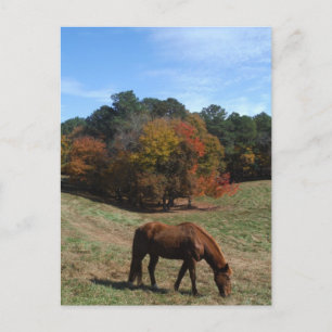 Brown horse with fall trees postcard