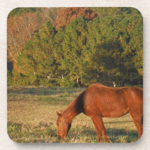 Brown Horse with Pine Trees Coaster