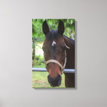Brown Horse Wrapped Canvas