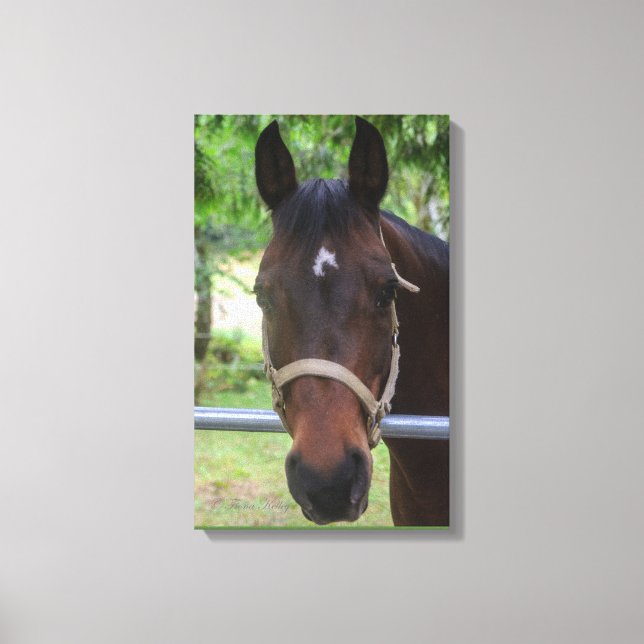 Brown Horse Wrapped Canvas (Front)