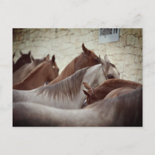 Brown Horses Post Card