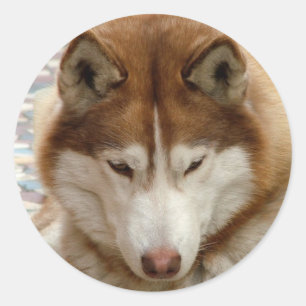 Brown Husky Stickers