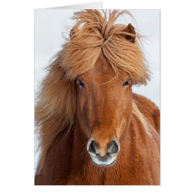 Brown Icelandic Horse Portrait (Front)
