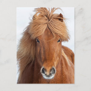 Brown Icelandic Horse Portrait Postcard