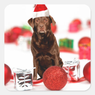 Brown Labrador Dog Christmas w Gifts Santa Hat Square Sticker