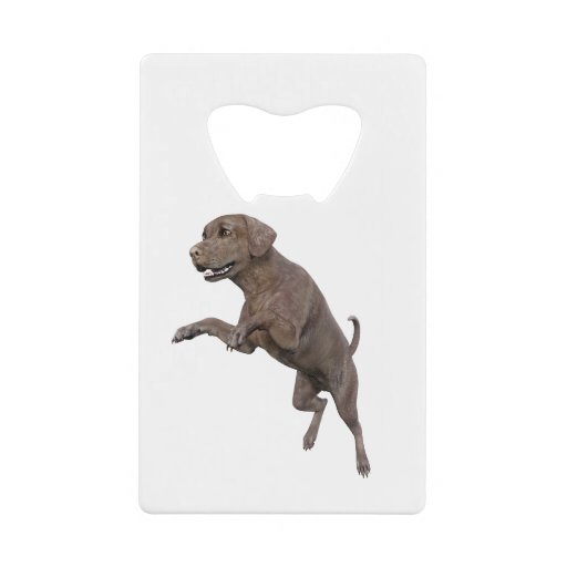 Image of Brown Labrador Dog Leaping