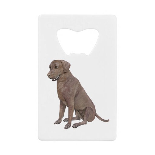 Image of Brown Labrador Dog Sitting Up