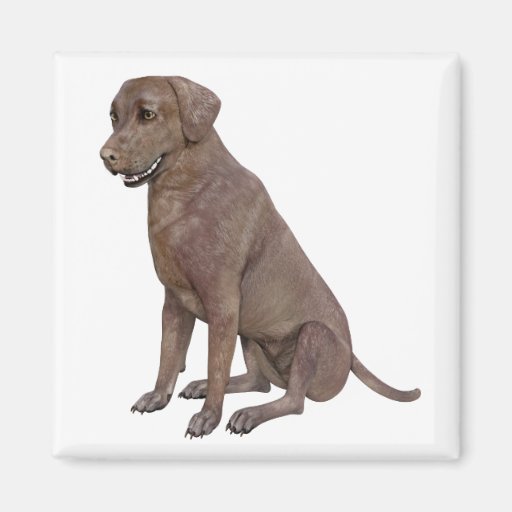Image of Brown Labrador Dog Sitting Up Magnet