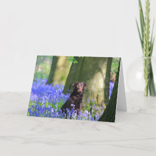 Brown Labrador in Bluebells Card