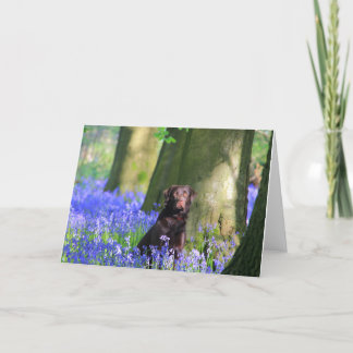 Brown Labrador in Bluebells Card