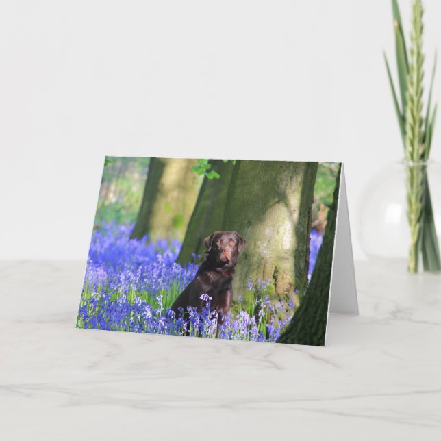 Brown Labrador in Bluebells Card (Front)