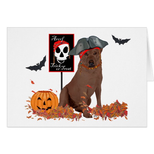 Brown Labrador Retriever Pirate (Front Horizontal)