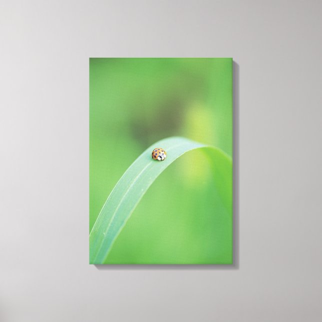 Brown ladybug canvas print (Front)