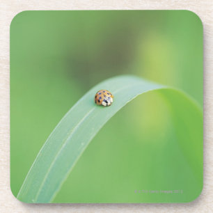 Brown ladybug coaster