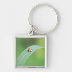 Brown ladybug key ring