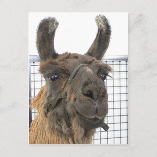 Brown Lama 1 Postcard (Front)
