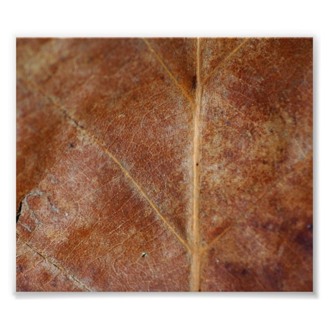 Brown Leaf Leaves Tree Photo Print (Front)