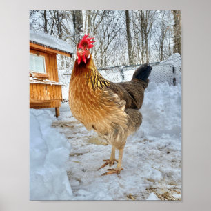 Brown Leghorn Chicken Poster