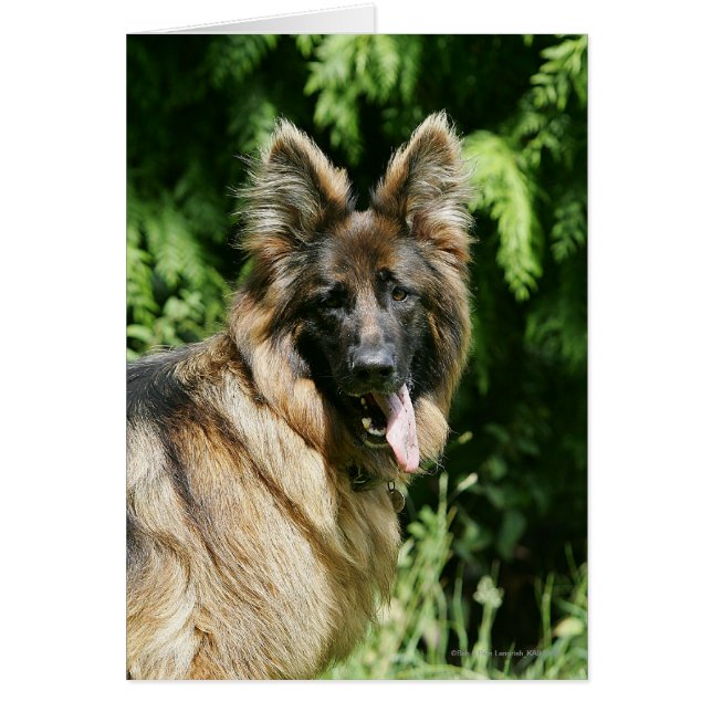 Brown Long Haired German Shepherd 1 (Front)