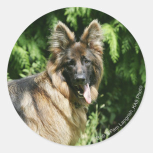 Brown Long Haired German Shepherd 1 Classic Round Sticker