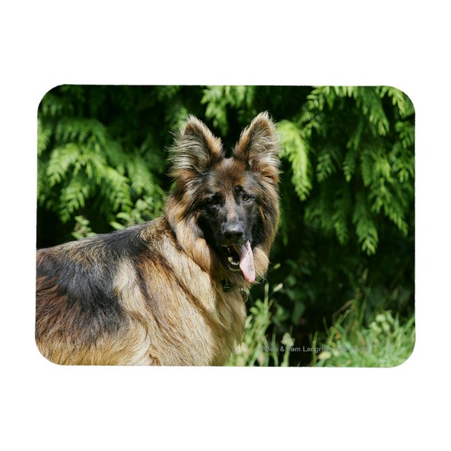 Brown Long Haired German Shepherd 1 Magnet (Horizontal)