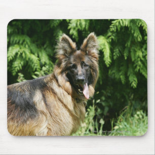 Brown Long Haired German Shepherd 1 Mouse Mat