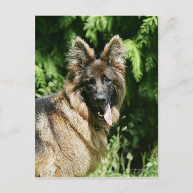 Brown Long Haired German Shepherd 1 Postcard (Front)