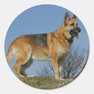 Brown Long Haired German Shepherd 2 Classic Round Sticker