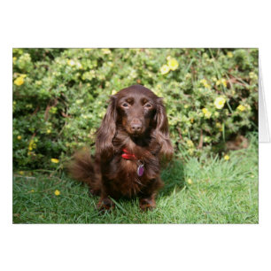 Brown Long-haired Miniature Dachshund