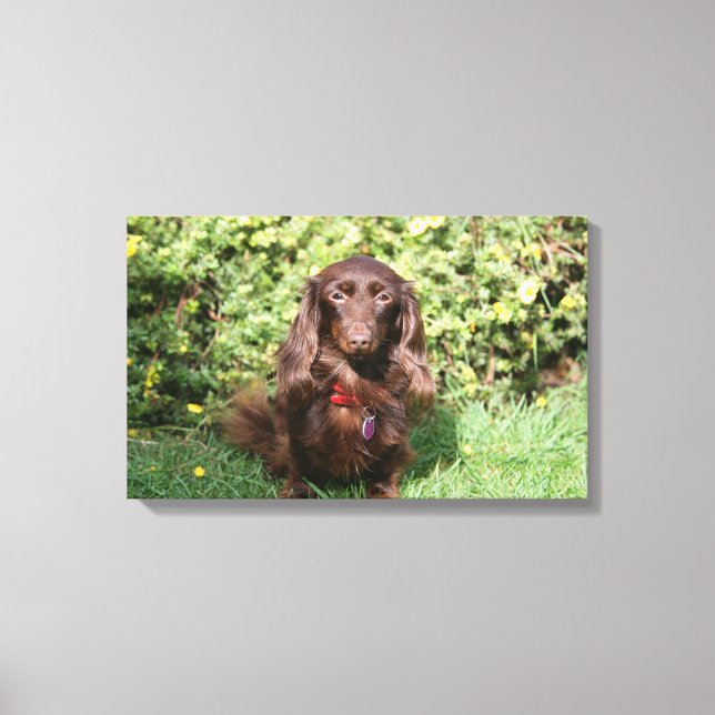 Brown Long-haired Miniature Dachshund Canvas Print (Front)