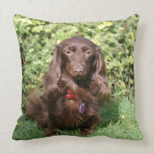 Brown Long-haired Miniature Dachshund Cushion