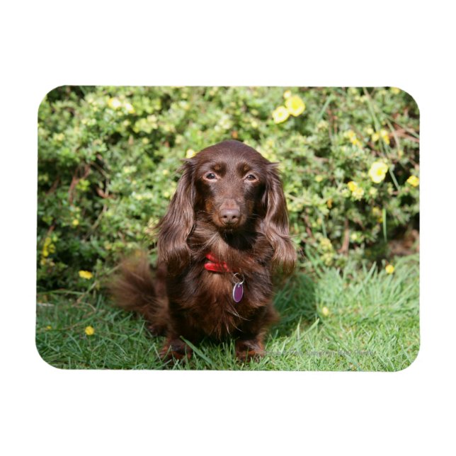 Brown Long-haired Miniature Dachshund Magnet (Horizontal)