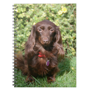Brown Long-haired Miniature Dachshund Notebook