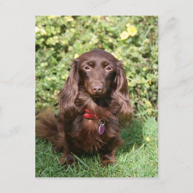 Brown Long-haired Miniature Dachshund Postcard (Front)