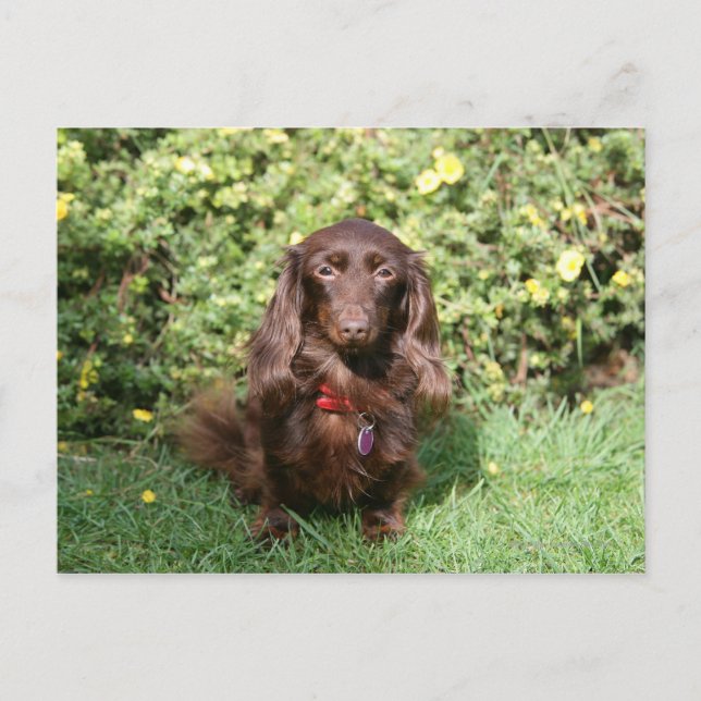 Brown Long-haired Miniature Dachshund Postcard (Front)