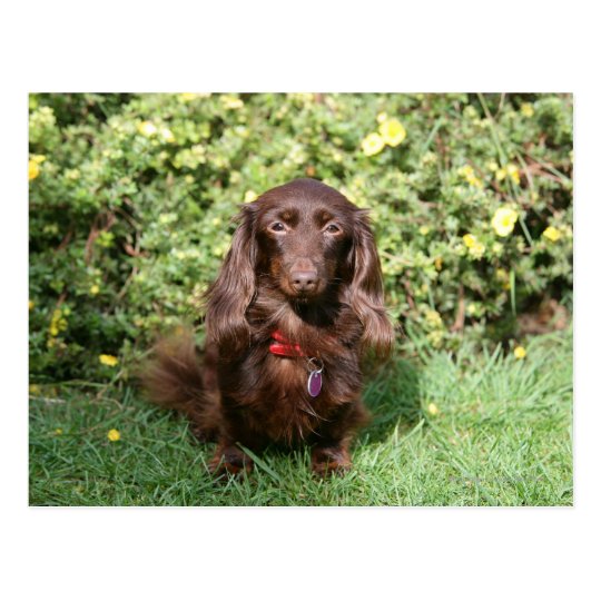 Brown Long Haired Miniature Dachshund Postcard Zazzle Co Uk