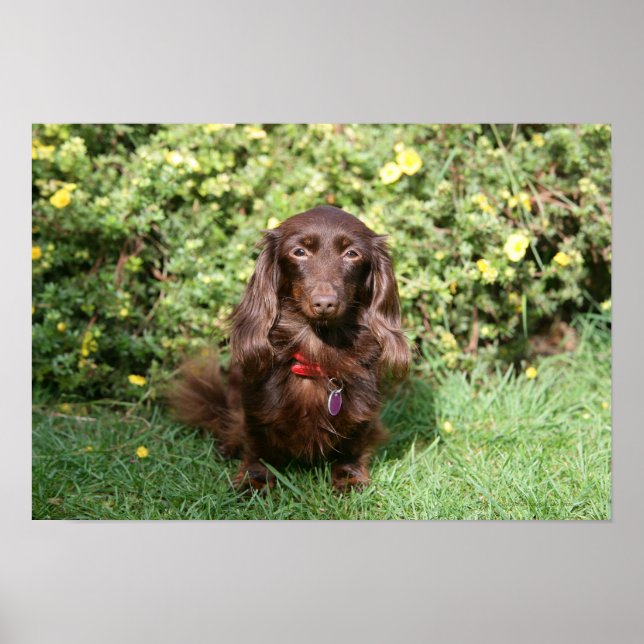 Brown Long-haired Miniature Dachshund Poster (Front)