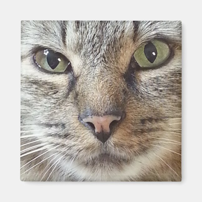 Brown Longhair Tabby Cat Magnet (Front)