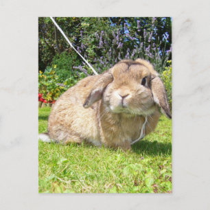 Brown lopped ear rabbit with lavender postcard