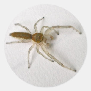 Brown Male Jumping Spider Series Matching Items Classic Round Sticker