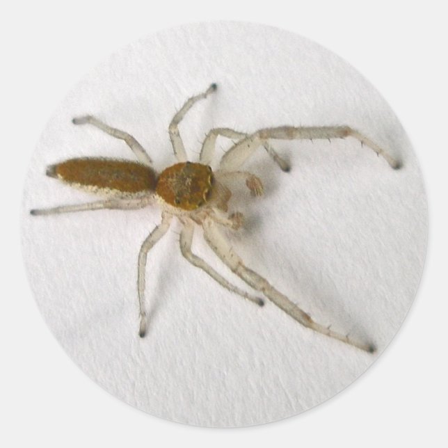 Brown Male Jumping Spider Series Matching Items Classic Round Sticker (Front)