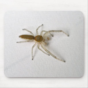 Brown Male Jumping Spider Series Matching Items Mouse Mat