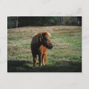 Brown Miniature Horses Postcard