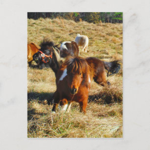 Brown miniature horses running postcard