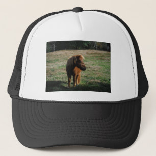 Brown Miniature Horses Trucker Hat