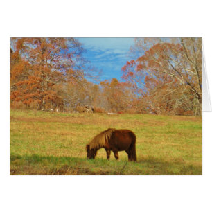 Brown miniature Pony