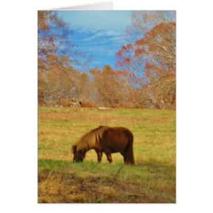 Brown miniature Pony