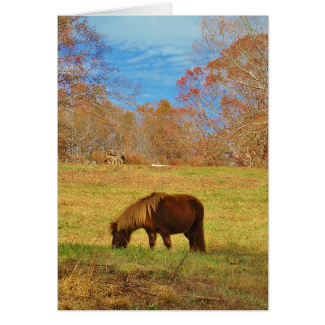 Brown miniature Pony (Front)
